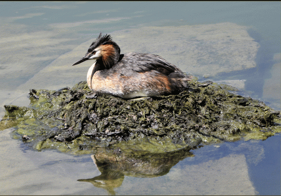 7Great-Crested-Grebe-On-Nest